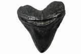 Fossil Megalodon Tooth - South Carolina #299435-1